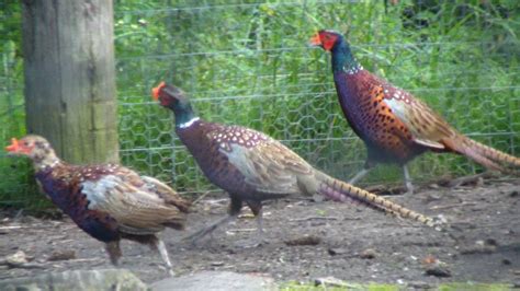 How To Raise Your Own Pheasants - YouTube