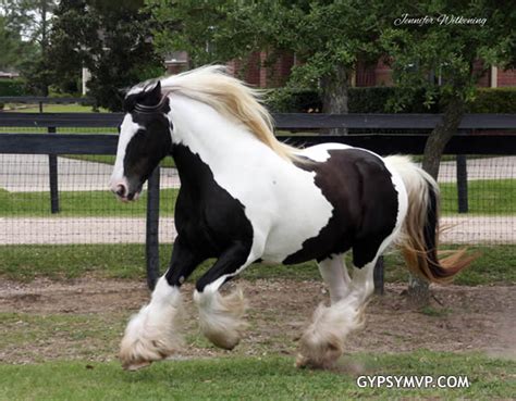 Gypsy Vanner Horse for Sale | Mare | Piebald | MVP Mary