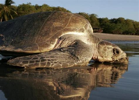 Nicaragua - People and places: La Flor Wildlife Reserve