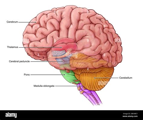 Human Brain Stem Diagram