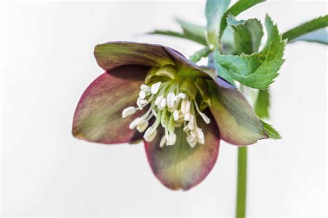 Hellebores: the best species hellebores | Plants, Shade loving perennials, Planting flowers