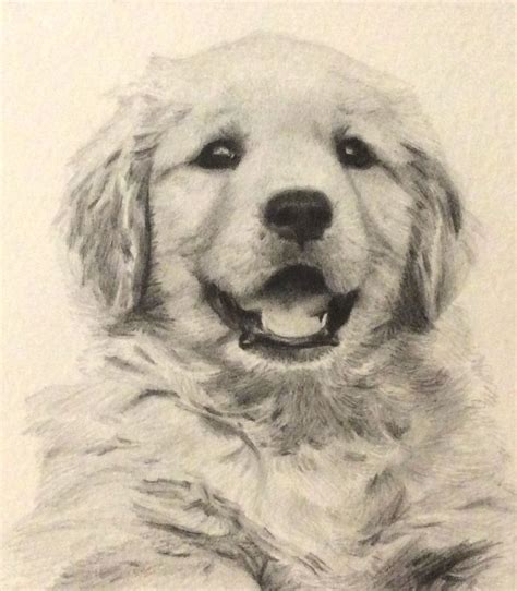 Golden retriever puppy by Isadorrah on DeviantArt | Golden retriever drawing, Golden retriever ...