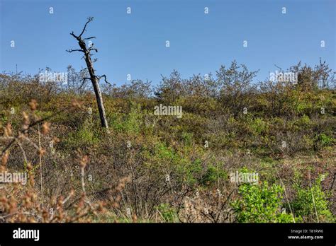 Albany Pine Bush Preserve, New York State Stock Photo - Alamy