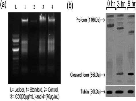 DNA ladder assay and western blot. (a) DNA ladder assay of 5 in ...