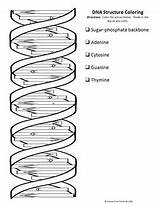 Coloring Dna Double Helix Worksheet  Earth sketch template