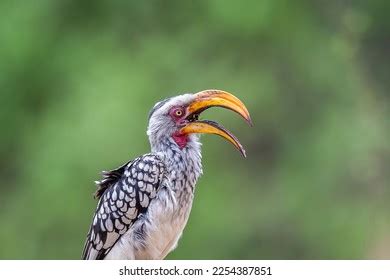 Hornbill Eating Berries Photos and Images | Shutterstock