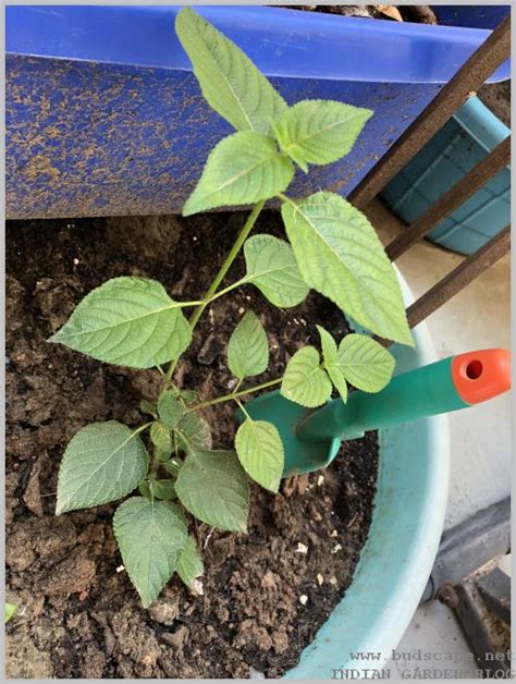 Growing Lantana plants from cuttings | GARDENING FOR BEGINNERS