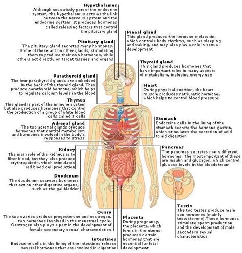 organs and hormones - because #endometriosis is intricately linked to hormones, this infographic ...