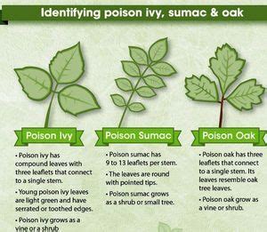 Identify Poison Ivy, Oak, and Sumac