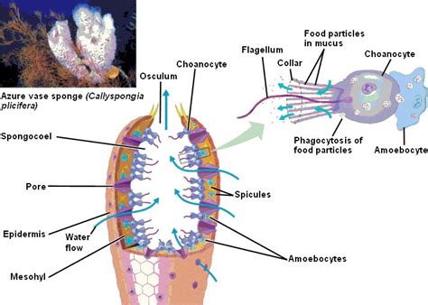 sponge diagram labeled - Earth Shack