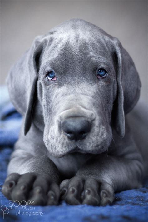 Blue Boy - Great dane puppy looking cool | Puppies, Dane puppies, Great dane dogs