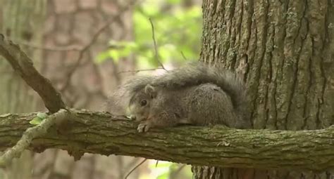 On Endangered Species List Since 60s, Squirrel Finally Jumps Off