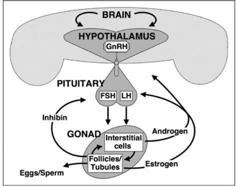 Figure 1 from Role of Androgen on Physiological Function of Pilosebaceous Unit | Semantic Scholar