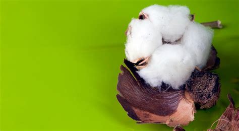 Cotton Industry Statistics-World Makes 29 Million Tons of Cotton