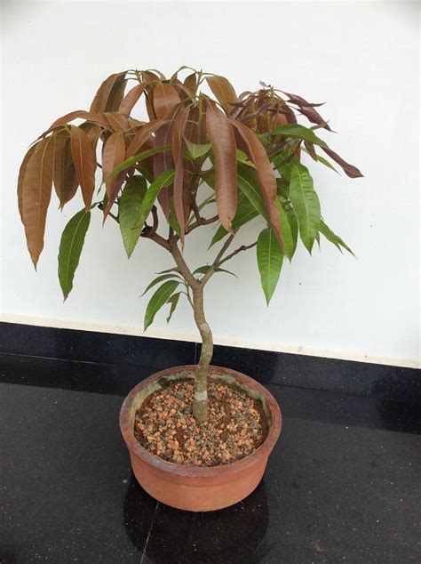 Mango tree bonsai under training for three years | Tamarind Bonsai | Flickr