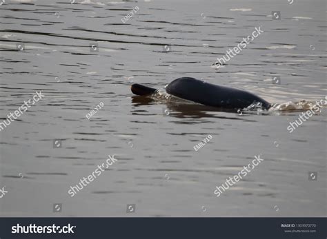 Ganges River Dolphin Endangered Freshwater River Stock Photo 1303970770 | Shutterstock