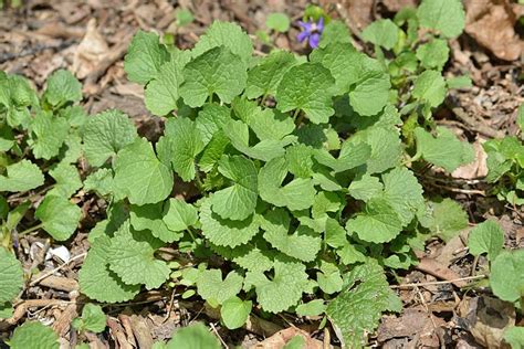 The Best Way to Get Rid of Garlic Mustard, an Invasive Weed - Dengarden