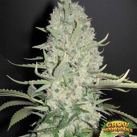 White Berry Strain Seeds - Strain Review | Grow-Marijuana.com