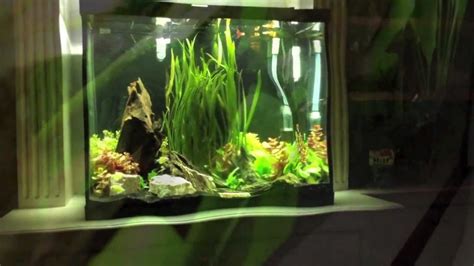 New fish+New tank=awesome - YouTube