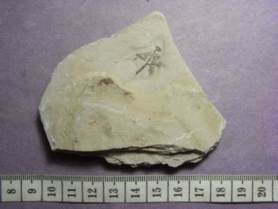 Fossil: Plant, Archaefructus liaoningensis #002 | #169396420