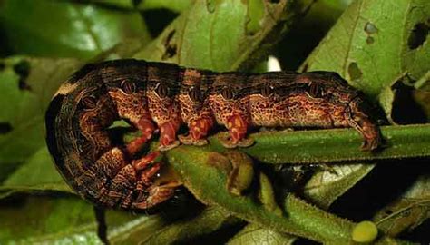 Black Witch Caterpillar from Costa Rica - What's That Bug?