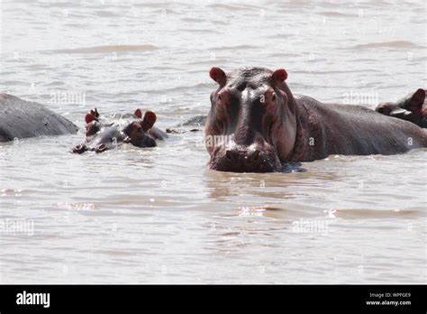 Hippopotamuses Swimming In River Stock Photo - Alamy