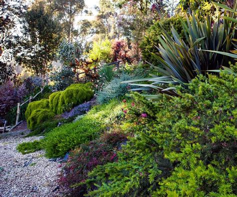 Gallery – Jessie's Magnificent Native Australian Garden | Australian ...