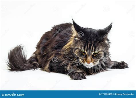 Angry Cat Maine Coon on White Background Stock Image - Image of british, eyes: 175120433