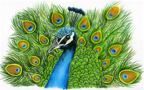 Tahlia McGibbon: What Peacock Drawing For Embroidery Experts Don't Want You To Know