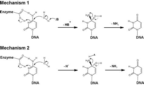 Diverse Domains of (Cytosine-5)-DNA Methyltransferases: Structural and ...