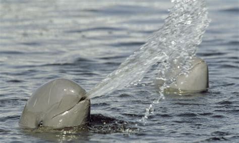 Irrawaddy Dolphin - The Mekong’s Favourite Inhabitants