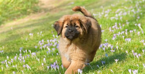 Tibetan Mastiff Guide (Lifespan, Size & Characteristics)