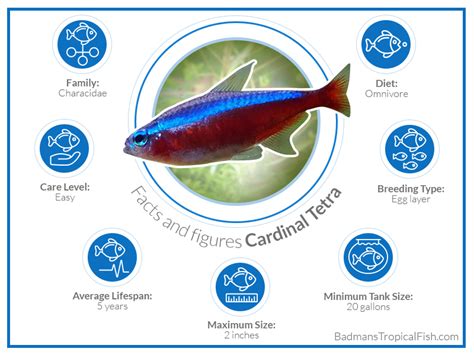 Cardinal Tetra | Paracheirodon Axelrodi – Care, Maintenance & Breeding