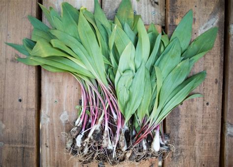 What are Ramps? Everything You Should Know - PureWow