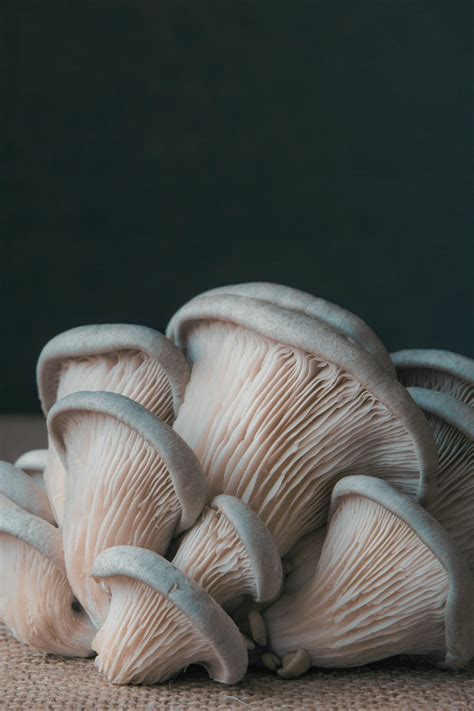 Blue Oyster Mushroom Recipes » Joyful Dumplings