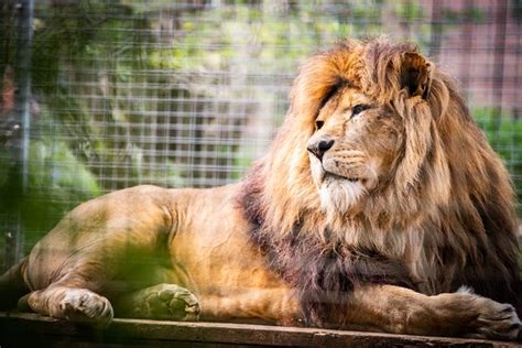 Linton Zoo - 2020 All You Need to Know Before You Go (with Photos) - Linton, England | Tripadvisor