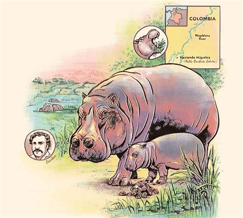 Pablo Escobar’s hippos might be filling an ancient ecological niche