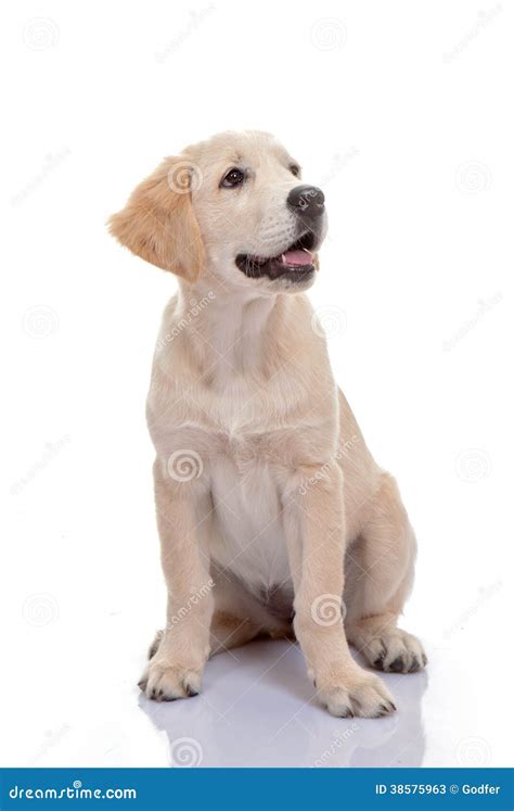 Healthy Golden Labrador Puppy Stock Photos - Image: 38575963