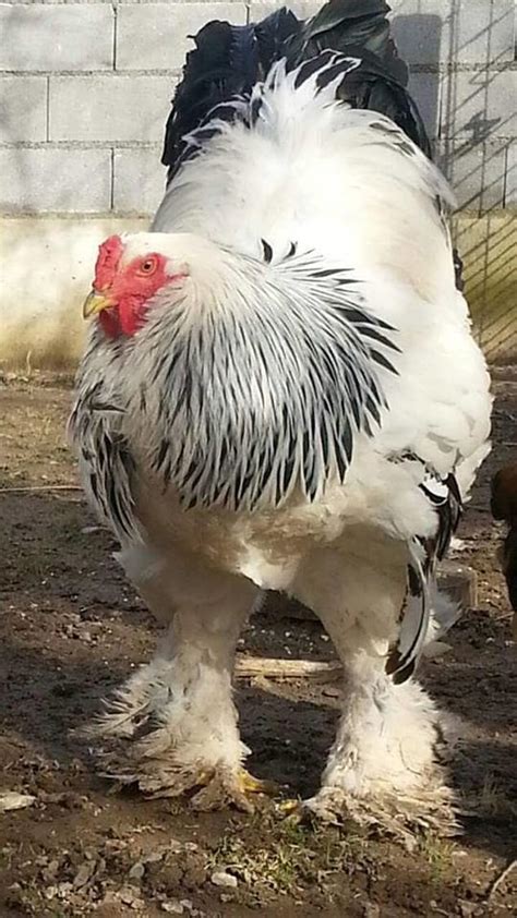 After the massive cow, meet the colossal cockerel! | Daily Mail Online