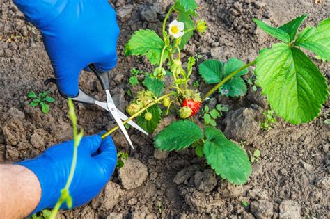 Strawberry Plant Propagation: The Definitive Guide (Updated 2022)