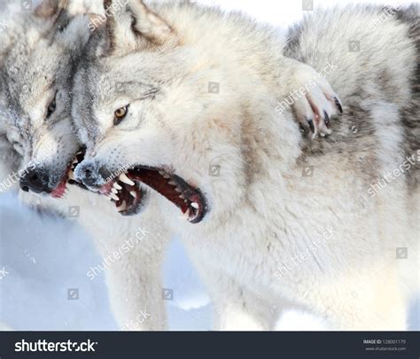 Gray Wolves Fighting Stock Photo (Edit Now) 128001179