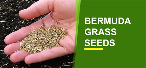 Bermuda Grass Seeds Online India | Buy Bermuda Grass Seeds - Garden World