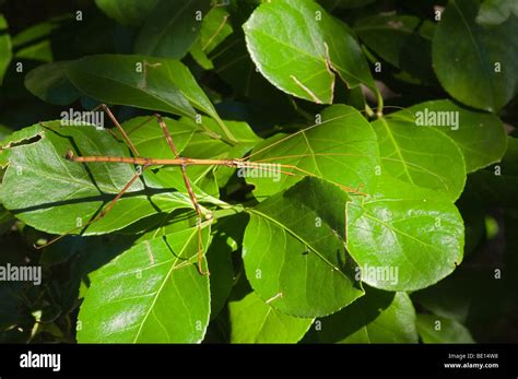 Stick bug in habitat Stock Photo - Alamy