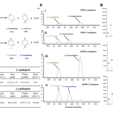 (PDF) Functional Characterization and Structural Insights Into ...