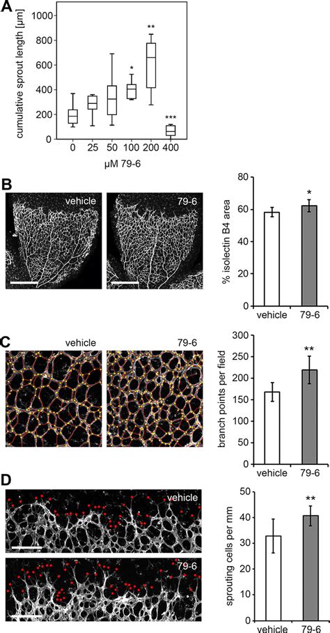 Impact of the Bcl-6 inhibitor 79-6 on capillary sprouting in vitro and ...