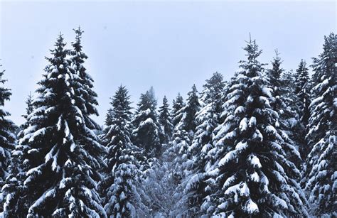 Snow Covered Pine Trees Pictures, Photos, and Images for Facebook, Tumblr, Pinterest, and Twitter