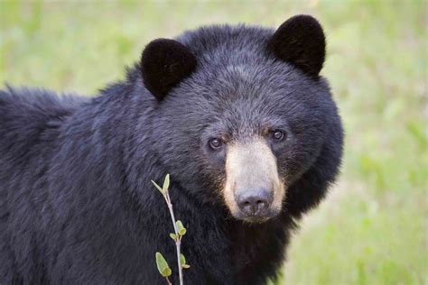 Endangered and Threatened Species in the Everglades