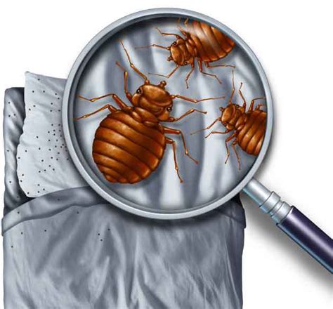 Bed Bug Inspection | K-9 Bed Bug Inspection | Visual And K-9