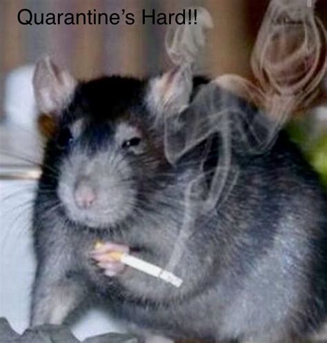 Pin on Humor | Cute rats, Funny rats, Cute little animals