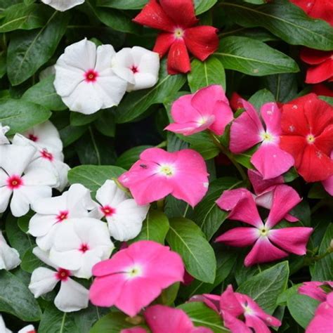 Mixed Red, Pink and White Vinca Periwinkle Seeds — Jack Seeds